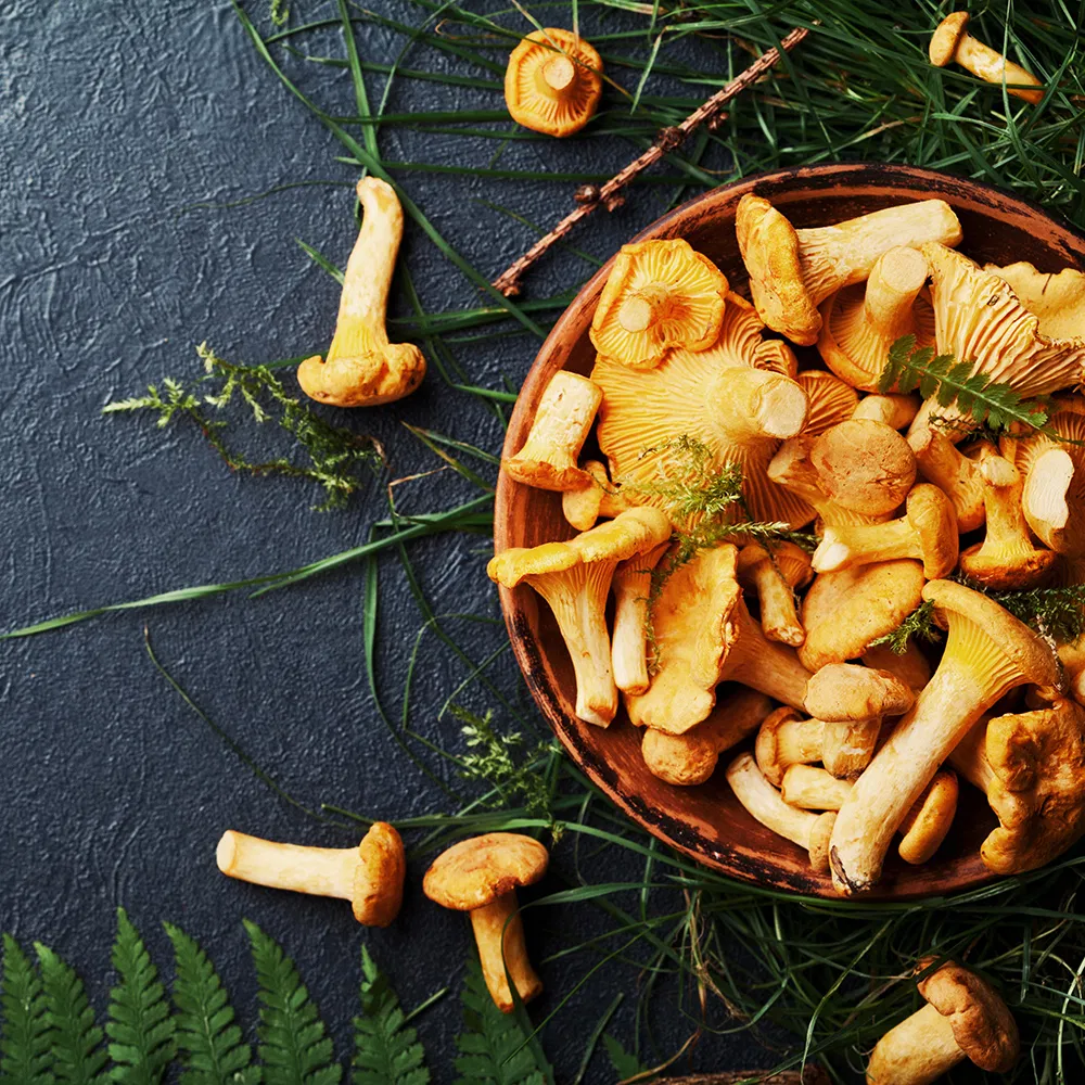 Pfifferlinge Saison