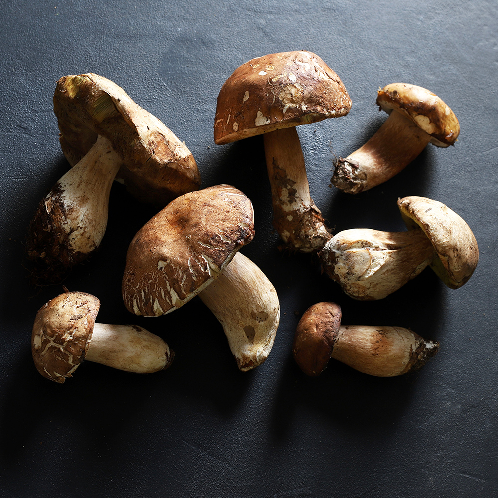 Steinpilze Saison