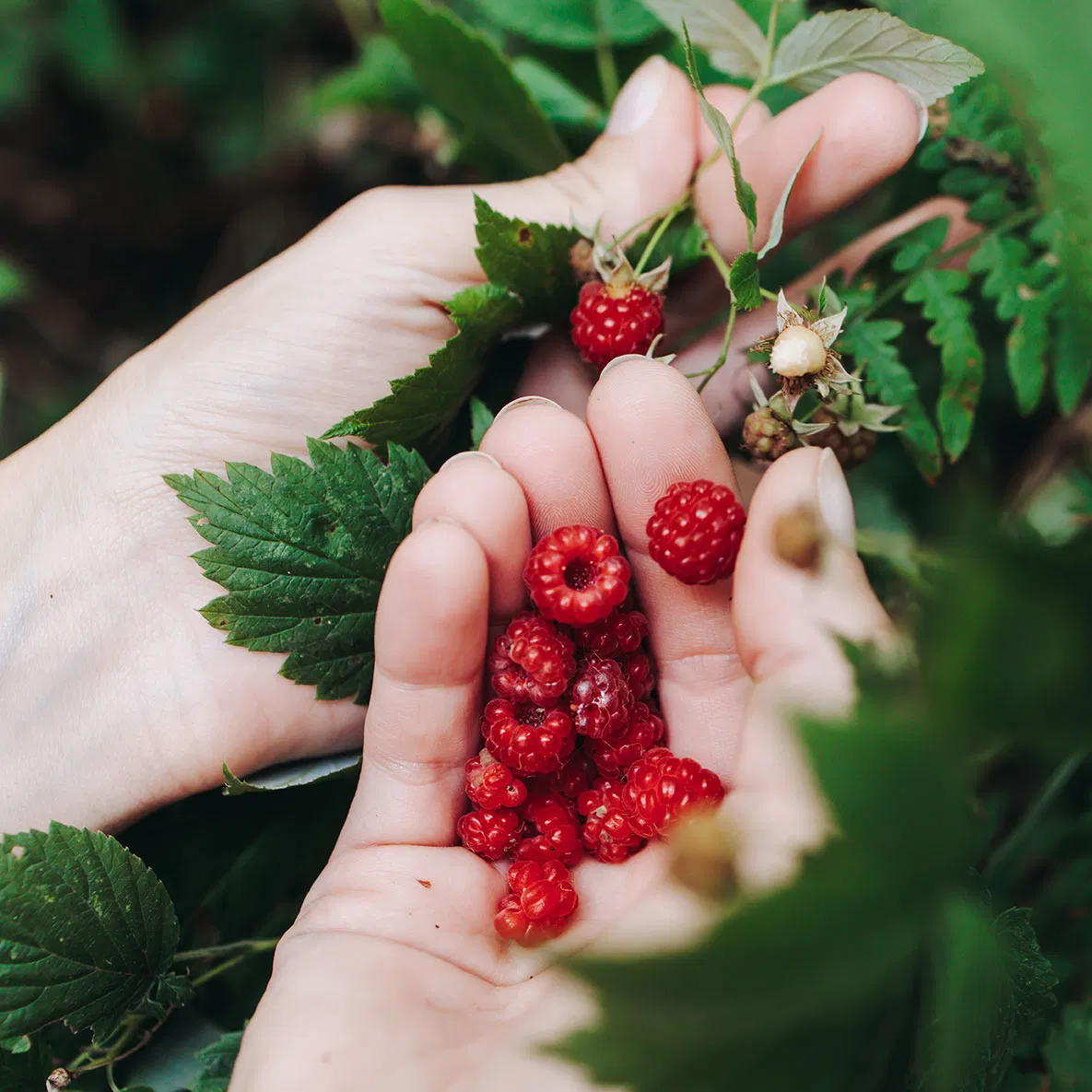 Frische Beeren ernten