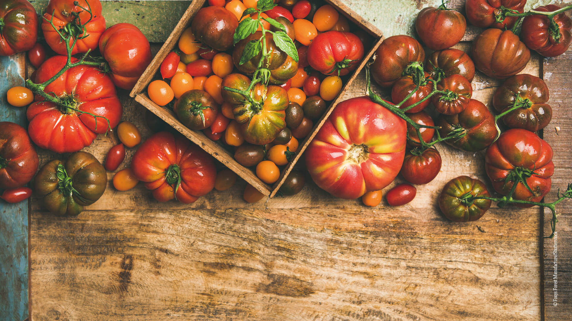 Richtig_ernten_Tomaten