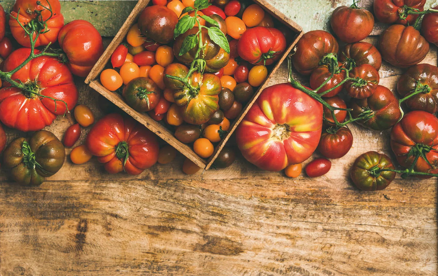 Richtig_ernten_Tomaten