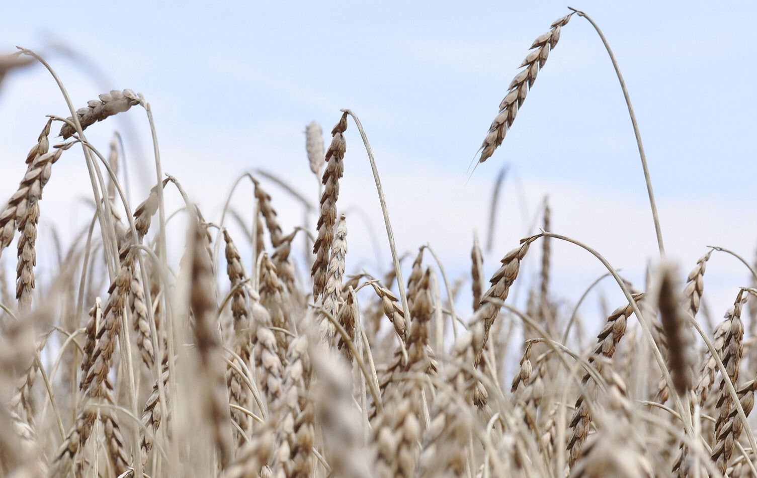 7 interessante Fakten über Dinkel