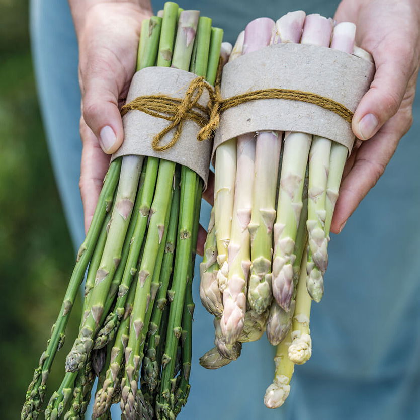 Unterschied weißer und grüner Spargel