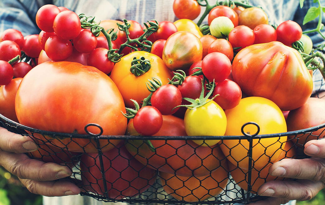 10 österreichische Tomatensorten