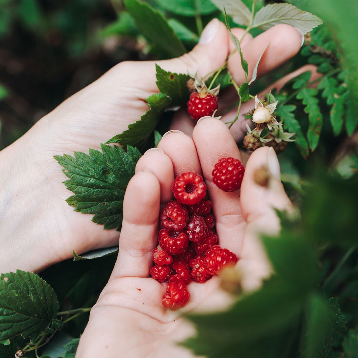 Frische Beeren ernten