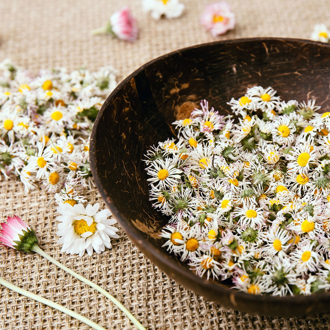 9 Kräuter: Gänseblümchen