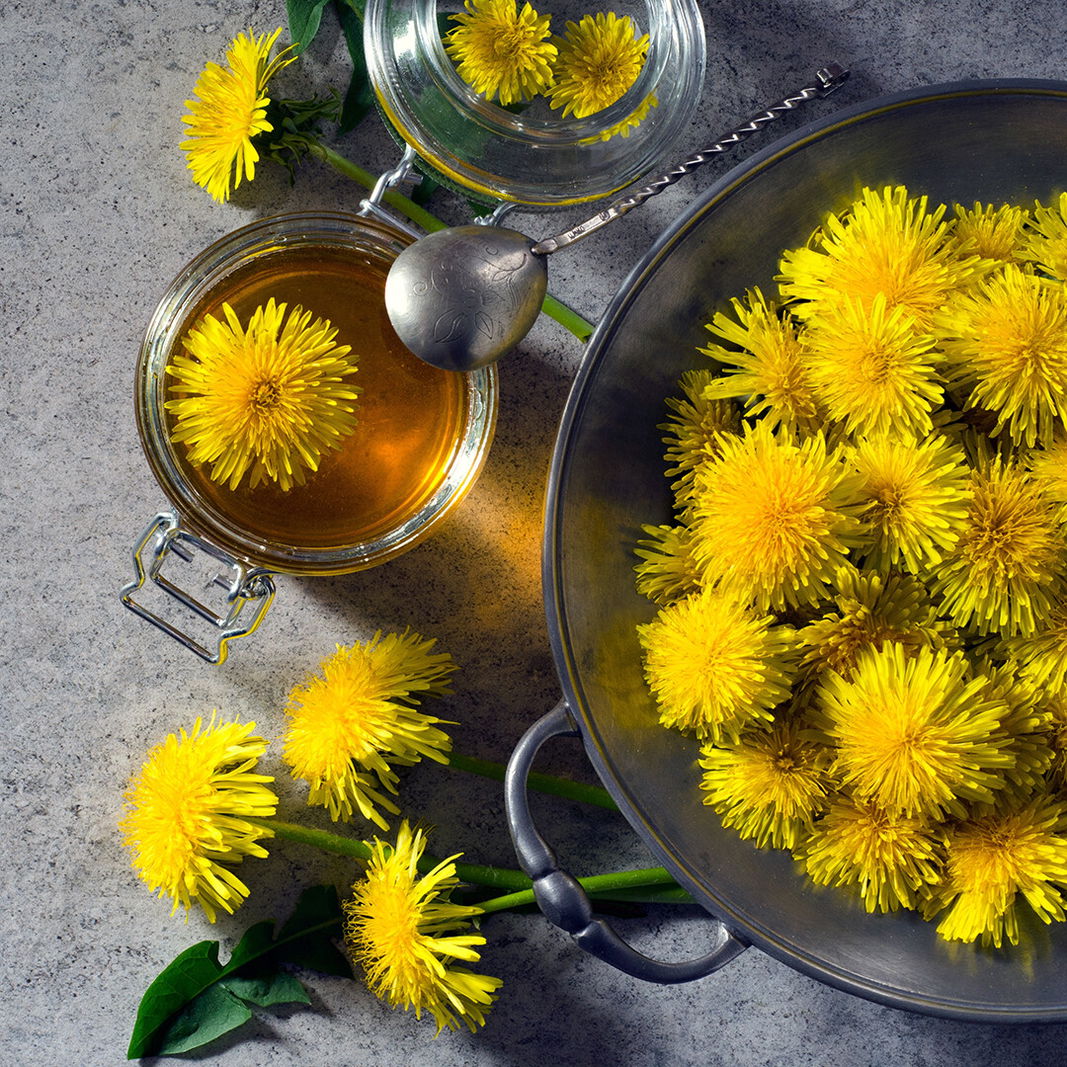 9 Kräuter: Löwenzahn