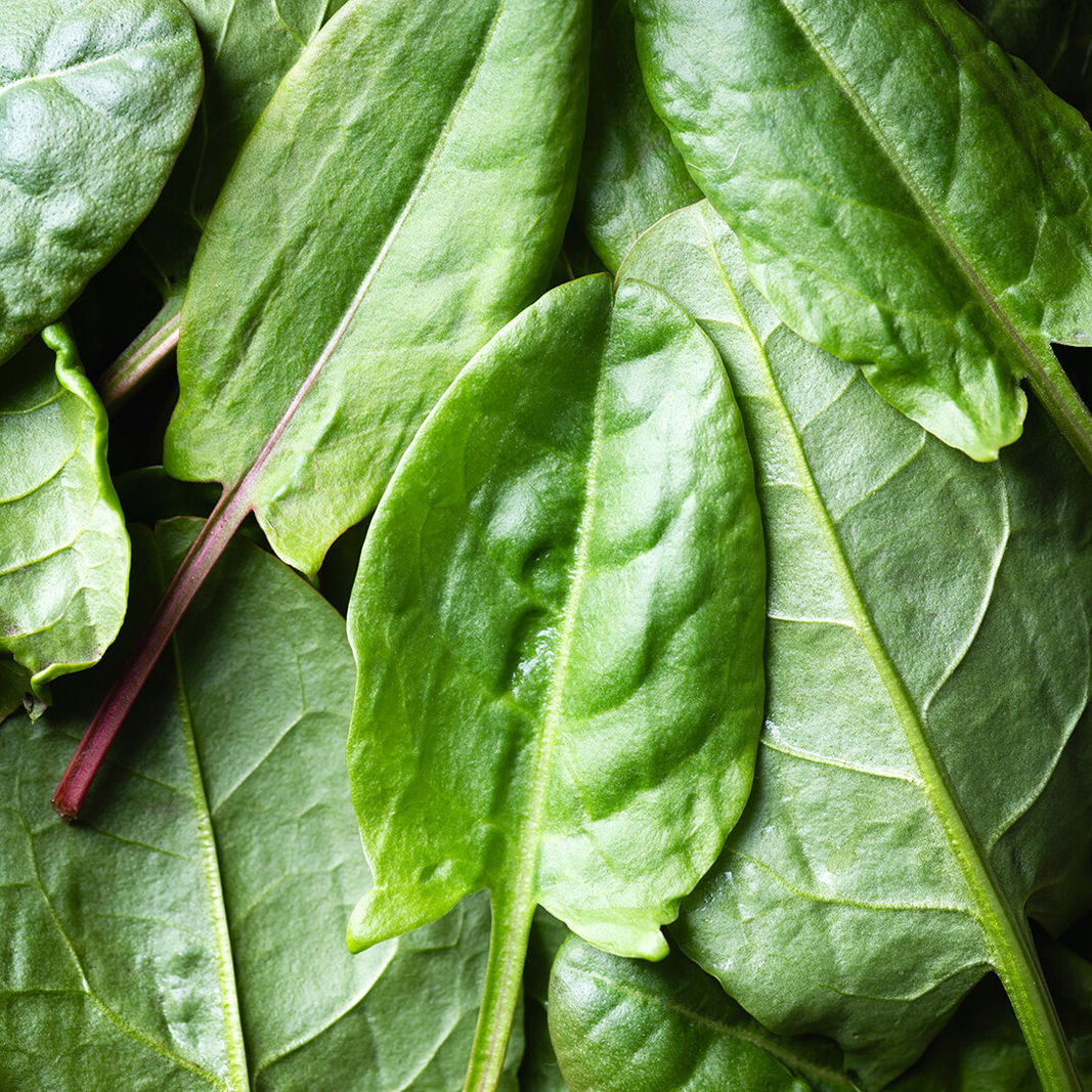 9 Kräuter: Sauerampfer