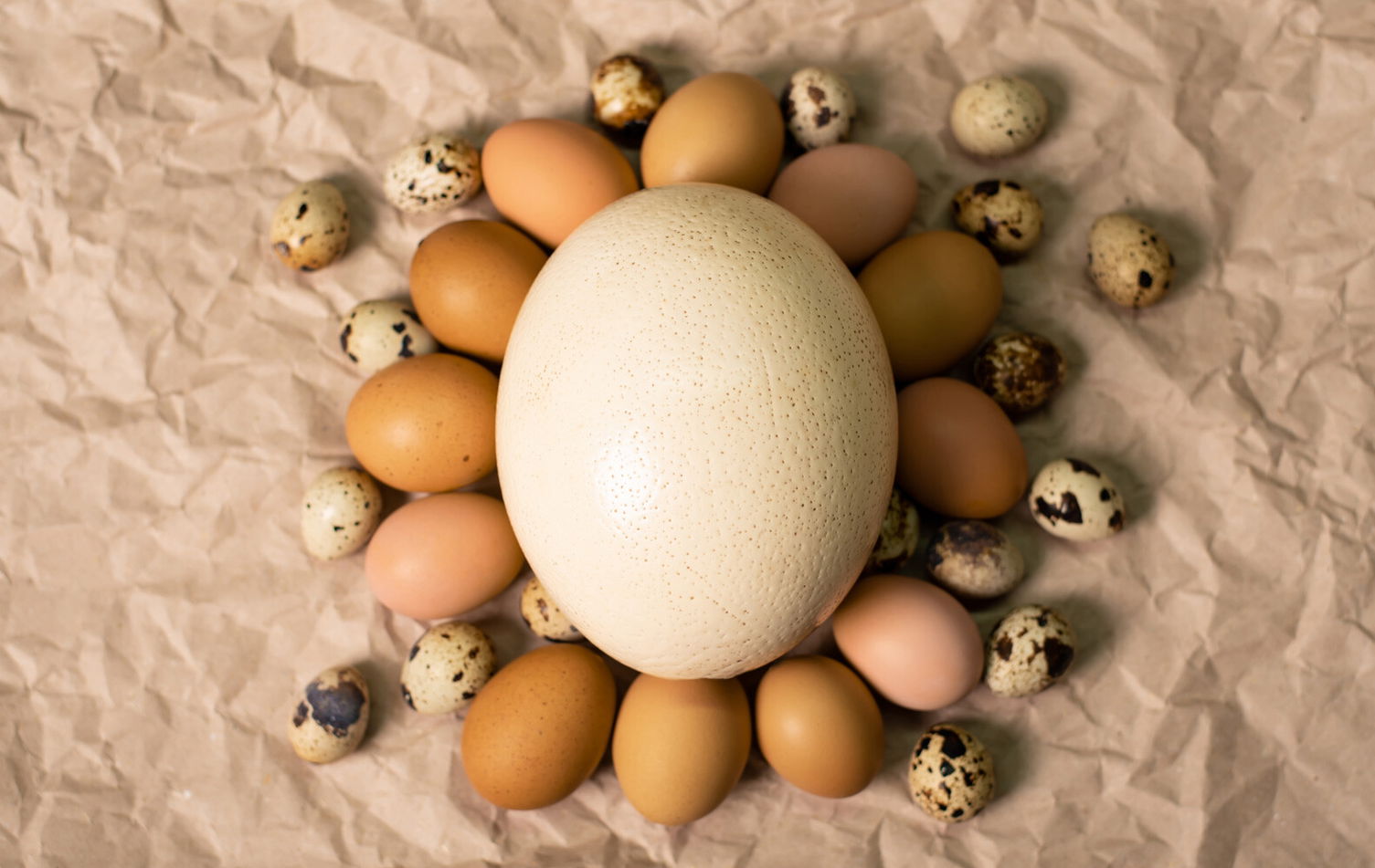 4 verschiedene Ei-Arten