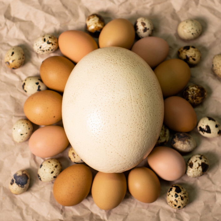 4 verschiedene Ei-Arten