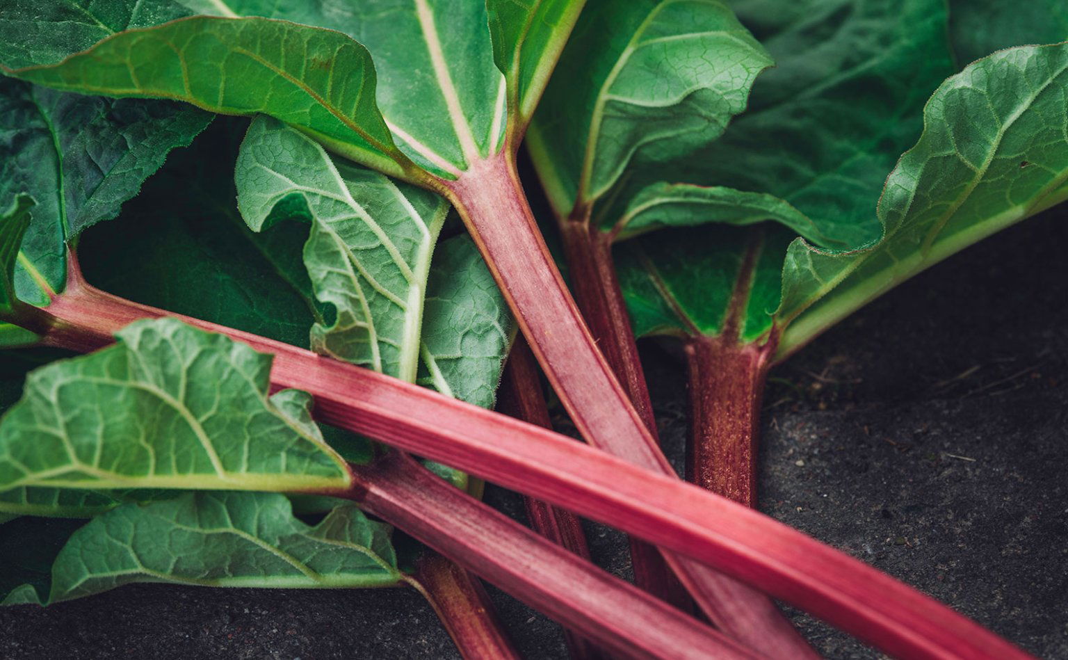 Rhabarber: 9 Ideen für die Zubereitung